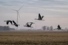 Fåglar som flyger med vindkraftverk suddiga i bakgrunden