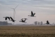 Fåglar som flyger med vindkraftverk suddiga i bakgrunden