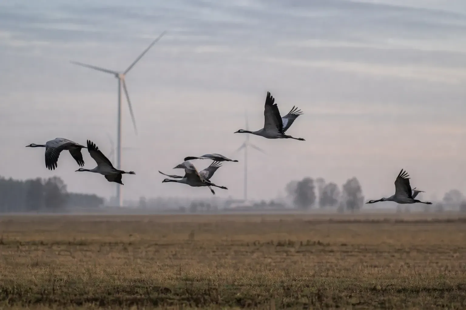 Fåglar som flyger med vindkraftverk suddiga i bakgrunden